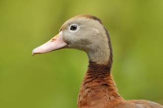 Black-bellied Whistling-Duck, Dendrocygna autumnalis, brown bird in the water march, animal in the