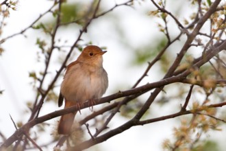Common Nightingale (Luscinia megarhynchos), Baden-Wuerttemberg, Germany
