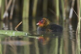 Eurasian Coot (Fulica atra) juvenile, Saxony, Germany