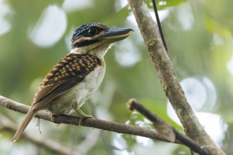 Hook-billed Kingfisher (Melidora macrorrhina) perched on a branch in Papua New Guinea