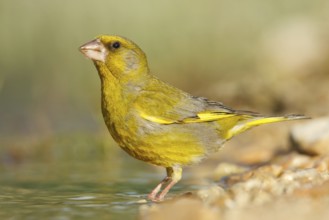 European Greenfinch (Chloris chloris), Croatia