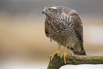 Eurasian Sparrowhawk (Accipiter nisus), Saxony-Anhalt, Germany