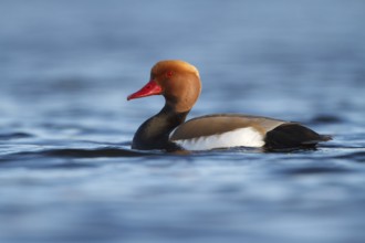 Red-crested Pochard (Netta rufina) male, Utrecht, Netherlands