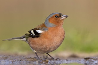 Common Chaffinch (Fringilla coelebs) male, Rhineland-Palatinate, Germany