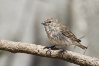 Yemen Serin (Crithagra menachensis), Oman