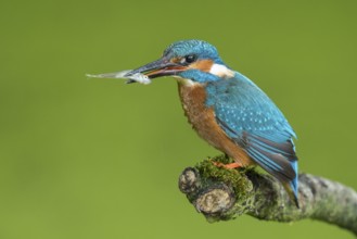Common Kingfisher (Alcedo atthis) male perched on a branch with a fish in its beak, Lower Saxony,
