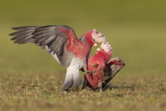 Galah (Eolophus roseicapilla), Victoria, Australia