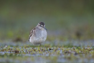 Wood Sandpiper (Tringa glareola) foraging, North Rhine-Westphalia, Germany