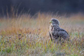 White-tailed Eagle (Haliaeetus albicilla) perched on the ground, Lodz, Poland