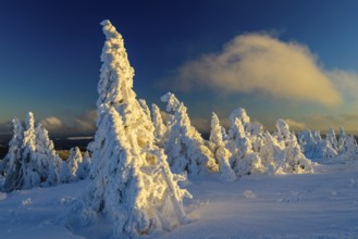 Snow-covered montane forest under rising sun at dawn, Brocken, Saxony-Anhalt, Germany