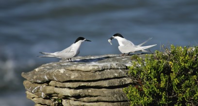 White-fronted Tern (Sterna striata) pair displaying, South Island, New Zealand