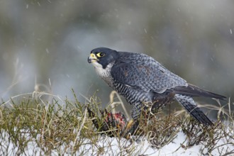 Peregrine Falcon, bird of prey sitting in grass during winter with snow, Germany. Falcon witch
