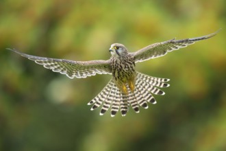 Common Kestrel (Falco tinnunculus) female flying, Lower Saxony, Germany