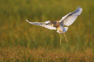 Squacco Heron (Ardeola ralloides) flying, Greece