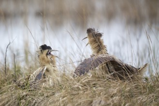 Eurasian Bittern (Botaurus stellaris), Burgenland, Austria