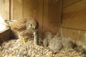 Common Kestrel (Falco tinnunculus) female feeds chicks, Lower Saxony, Germany