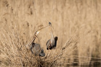 Purple Heron (Ardea purpurea) pair building nest, Baden-Wuerttemberg, Germany
