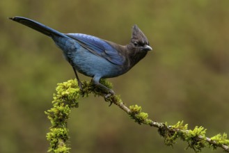 A Steller's Jay (Cyanocitta stelleri) perches on a mossy branch in Victoria, British Columbia,