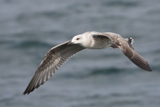 Great Black-backed Gull (Larus marinus) juvenile flying, North Sea, Germany