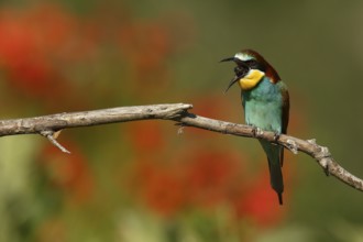 European Bee-eater (Merops apiaster) regurgitating pellet, Piedmont, Italy