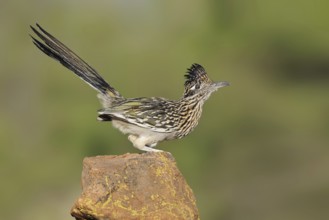 Greater Roadrunner (Geococcyx californianus), Arizona, USA