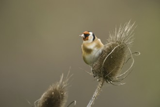 European Goldfinch (Carduelis carduelis), Rhineland-Palatinate, Germany