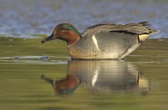 Green-winged Teal (Anas carolinensis) male, British Columbia, Canada