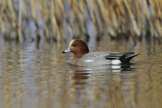 Eurasian Wigeon (Mareca penelope) male, Zurich, Switzerland