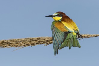 European Bee-eater (Merops apiaster) preening, Eilat, Israel