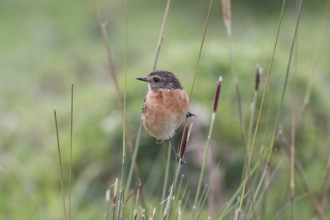 African Stonechat (Saxicola torquatus) male, Mount Aberdare, Kenya