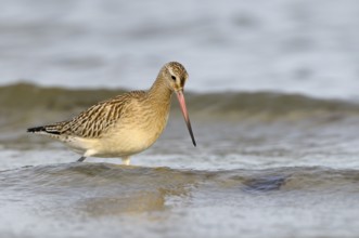 Pfuhlschnepfe (Limosa lapponica), Bar-tailed Godwit, Altvogel im Schlichtkleid, am Strand der