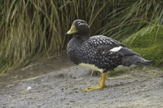 Flying Steamer Duck (Tachyeres patachonicus), Falkland Islands