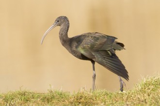 Glossy Ibis (Plegadis falcinellus), Drachten, Netherlands
