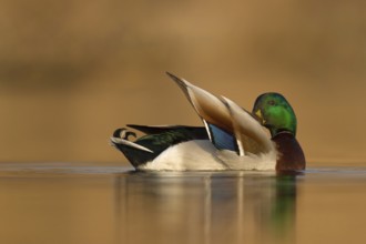 Mallard (Anas platyrhynchos) male, Utrecht, Netherlands
