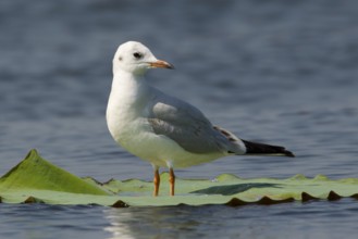 Black-headed Gull (Chroicocephalus ridibundus) perched on a leaf of a water lily, Bueng Boraphet,