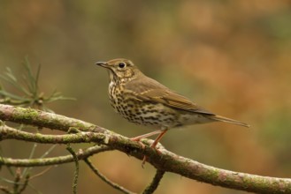 Song Thrush (Turdus philomelos), Utrecht, Netherlands