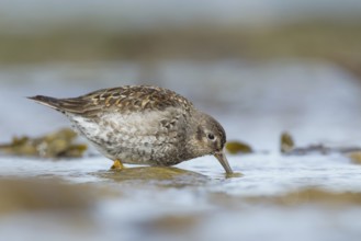 Purple Sandpiper (Calidris maritima), Myvatn, Iceland