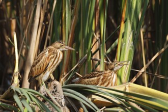 Little Bittern (Ixobrychus minutus) juveniles foraging, Saxony-Anhalt, Germany