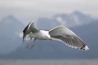 Mantelmöwe; lat. Larus marinus; im Flug schräg von vorn über dem Wasser mit den Romsdalalpen im