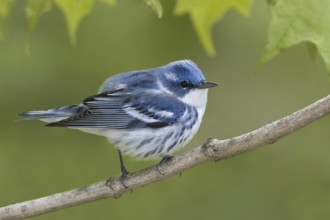 Cerulean Warbler (Setophaga cerulea), Ontario, Canada