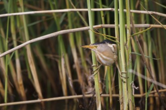 Little Bittern (Ixobrychus minutus) male, Greece