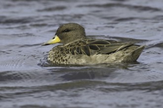 Yellow-billed Teal (Anas flavirostris), Falkland Islands