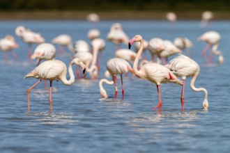 Greater Flamingo (Phoenicopterus roseus), Castile-La Mancha, Spain