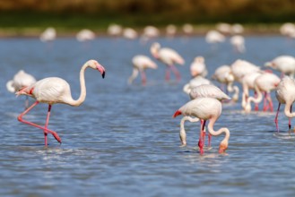 Greater Flamingo (Phoenicopterus roseus), Castile-La Mancha, Spain