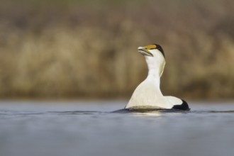 Common Eider (Somateria mollissima) male, Manitoba, Canada