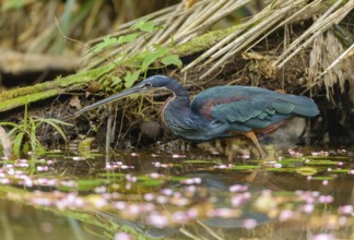 Agami Heron (Agamia agami) - Laguna Lagarto Lodge near Boca Tapada, Costa Rica