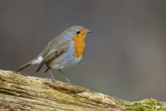 European Robin (Erithacus rubecula), North Rhine-Westphalia, Germany