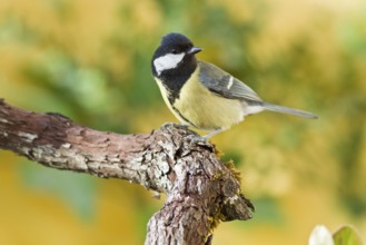 Great Tit (Parus major), perched on a branch, Galicia, Spain