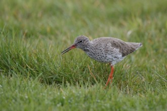 Common Redshank (Tringa totanus), Netherlands
