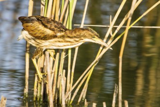 Little Bittern (Ixobrychus minutus) juvenile foraging, Thuringia, Germany